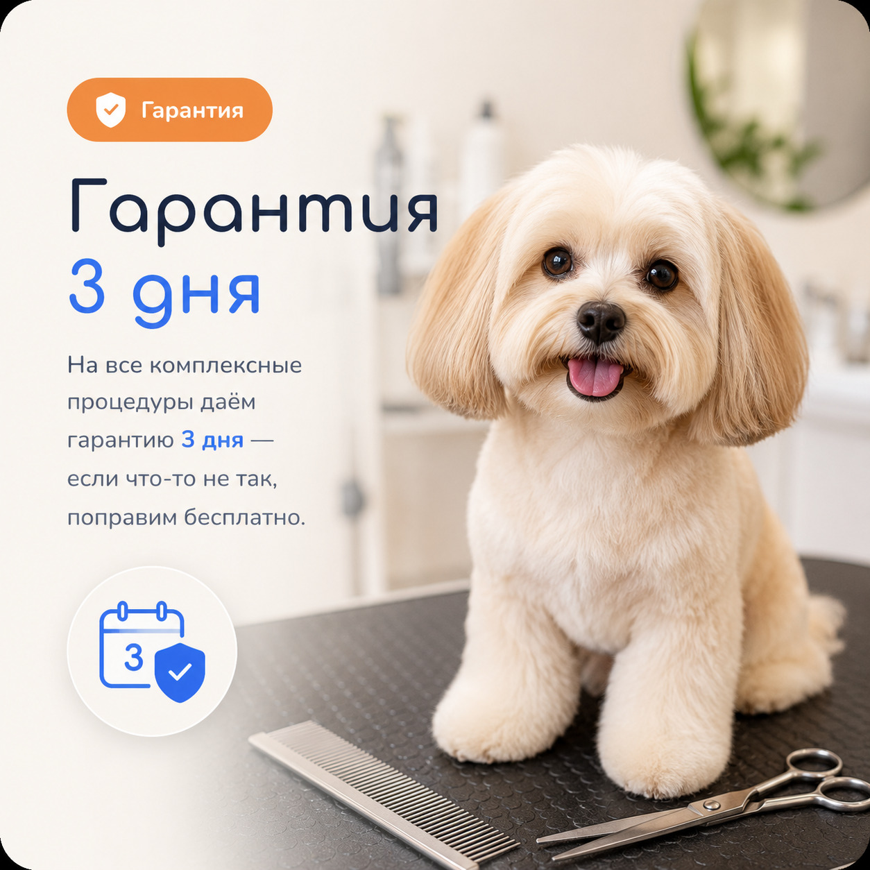 Собака после комплексного груминга с гарантией 3 дня в салоне «Чистый хвостик» в Краснодаре
